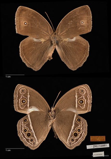 Mycalesis mineus macromalayana