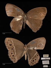 Mycalesis mineus macromalayana • © Maimon Hussin • All Rights Reserved