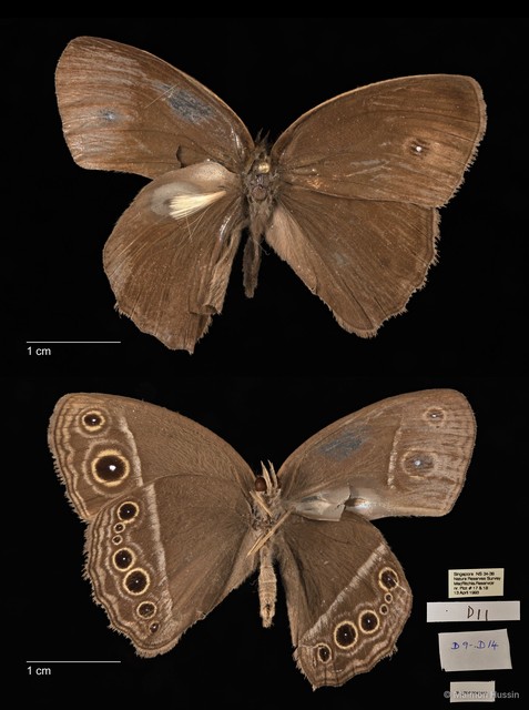 Mycalesis mineus macromalayana