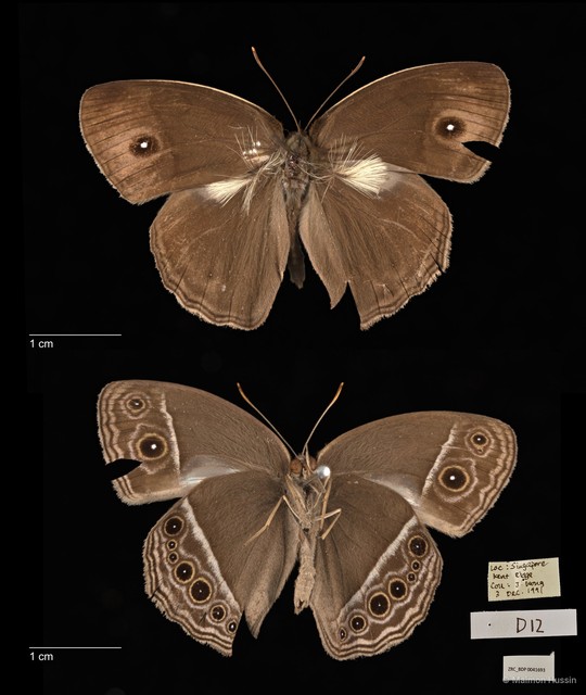Mycalesis mineus macromalayana
