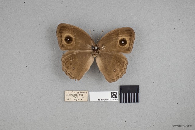 Mycalesis perseoides
