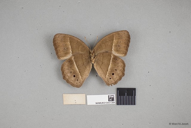 Mycalesis perseoides