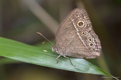 Mycalesis perseoides