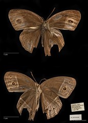 Mycalesis perseoides • © Maimon Hussin • All Rights Reserved