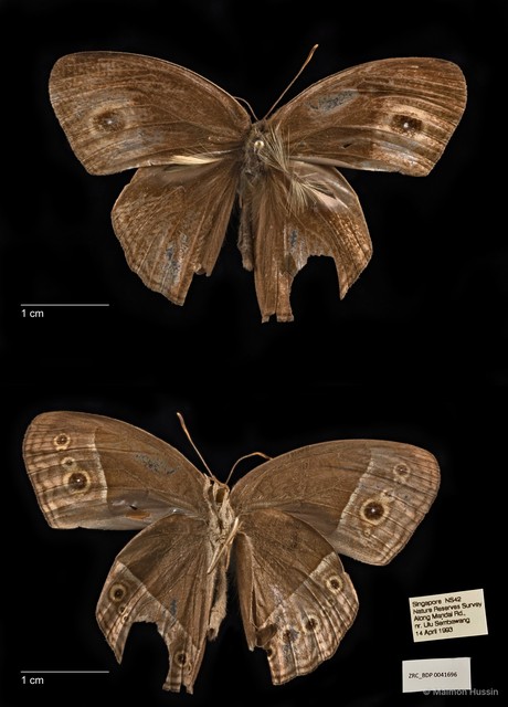 Mycalesis perseoides