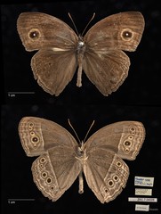 Mycalesis visala phamis