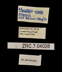 Mycalesis visala phamis • All Rights Reserved Museum Label