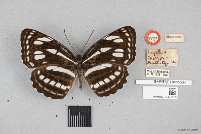 Neptis magadha subsp. "cf. charon" • © Wan FA Jusoh • All Rights Reserved