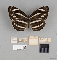 Neptis leucoporos cresina