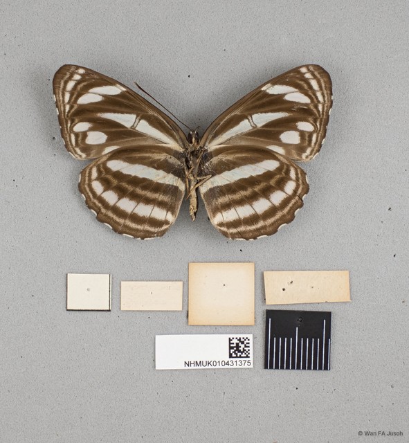 Neptis leucoporos cresina
