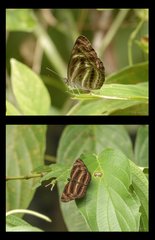 Neptis harita harita