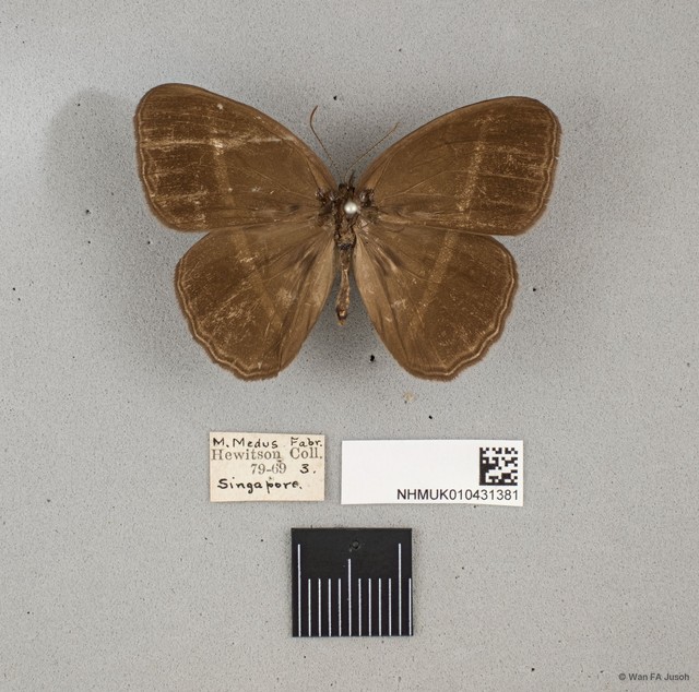 Orsotriaena medus cinerea