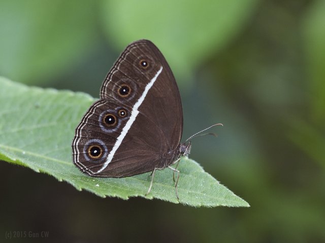 Orsotriaena medus cinerea • © Gan Cheong Weei • CC BY-NC 4.0