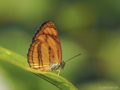 Pantoporia paraka paraka