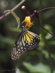 Parantica aspasia aspasia • © Gan Cheong Weei • CC BY-NC 4.0