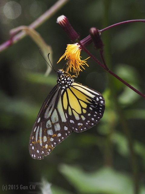 Parantica aspasia aspasia • © Gan Cheong Weei • CC BY-NC 4.0