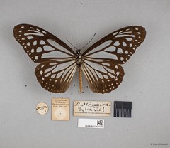 Parantica melaneus