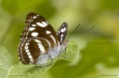 Parathyma asura
