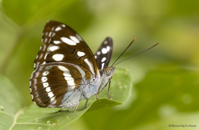 Parathyma asura • © Marcus Ng Fu Chuan • All Rights Reserved