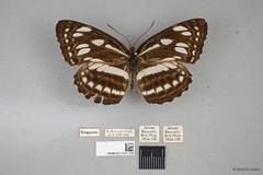 Phaedyma columella singa
