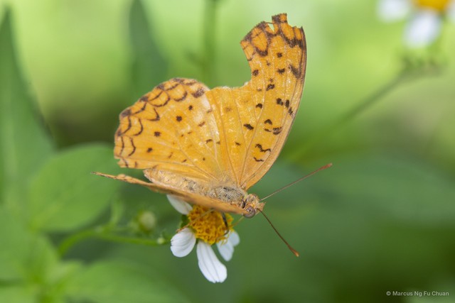 Phalanta phalantha phalantha • © Marcus Ng Fu Chuan • All Rights Reserved