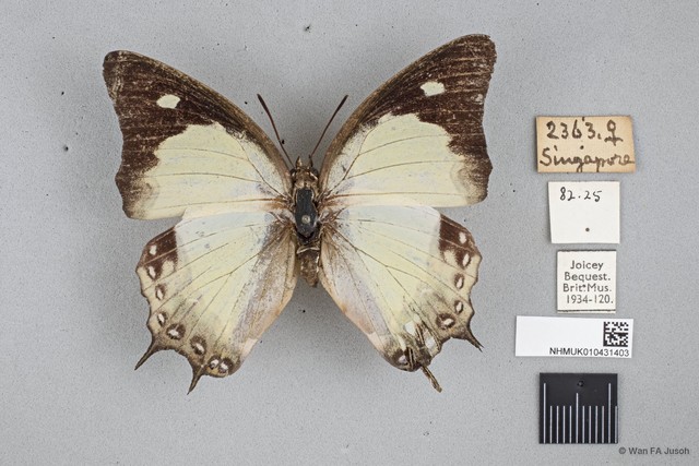 Polyura moori moori