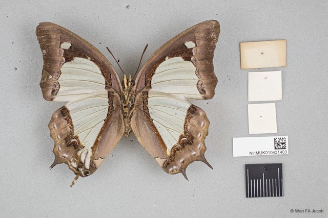 Polyura moori moori