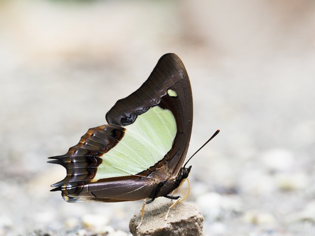Polyura moori moori • © Gan Cheong Weei • CC BY-NC 4.0