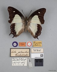 Polyura hebe plautus