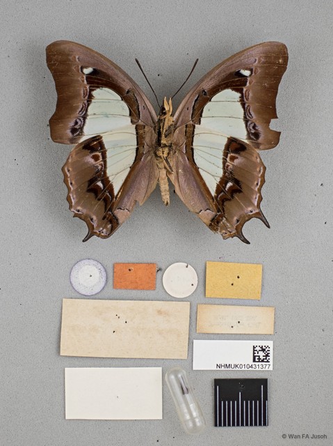 Polyura hebe plautus