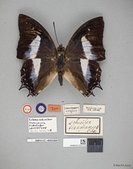 Polyura schreiber tisamenus • © Wan FA Jusoh • All Rights Reserved