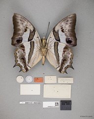 Polyura schreiber tisamenus • © Wan FA Jusoh • All Rights Reserved