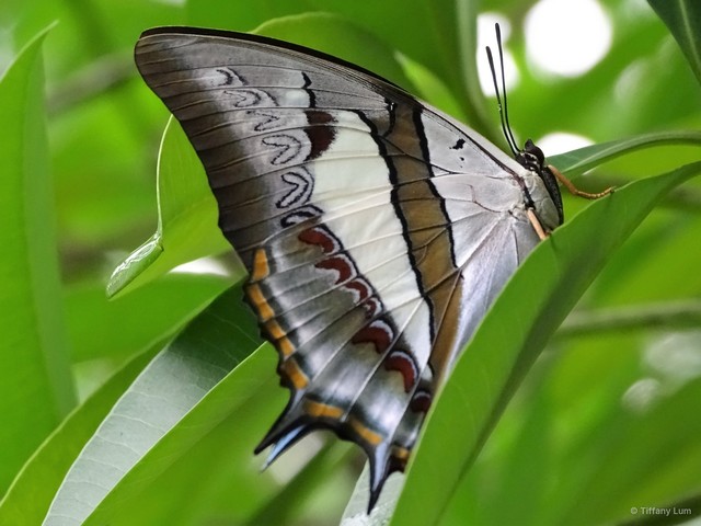 Polyura schreiber tisamenus • © Tiffany Lum • All Rights Reserved