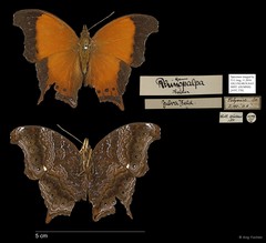 Rhinopalpa polynice eudoxia • © Ang Yuchen • All Rights Reserved