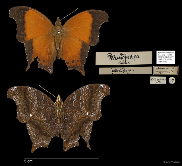 Rhinopalpa polynice eudoxia • © Ang Yuchen • All Rights Reserved
