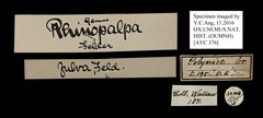 Rhinopalpa polynice eudoxia • All Rights Reserved Museum Label