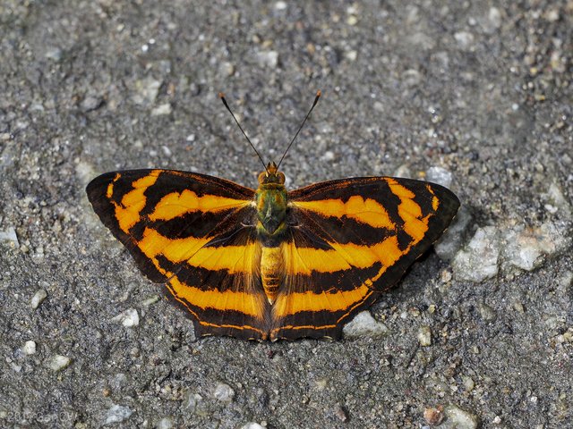 Symbrenthia hippoclus • © Gan Cheong Weei • CC BY-NC 4.0
