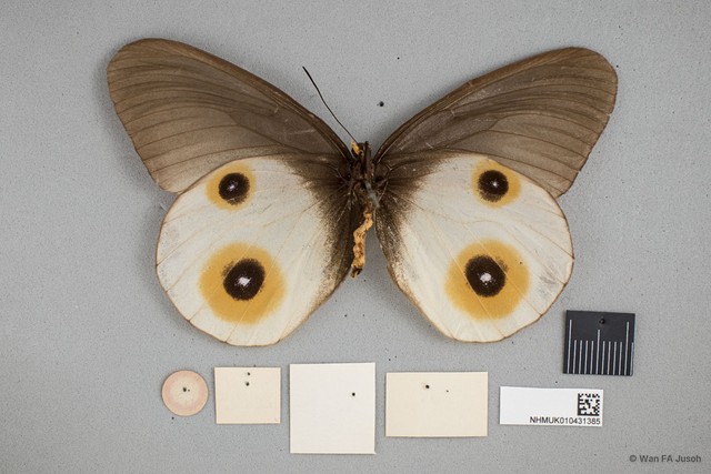 Taenaris horsfieldii birchi