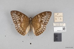 Tanaecia munda subsp. "cf. waterstradti" • © Wan FA Jusoh • All Rights Reserved