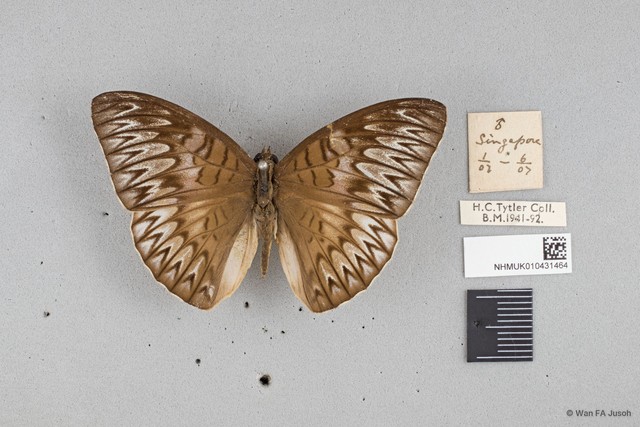 Tanaecia munda subsp. "cf. waterstradti"