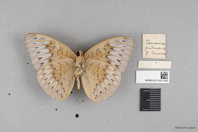 Tanaecia munda subsp. "cf. waterstradti"