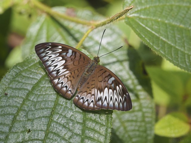 Tanaecia munda subsp. "cf. waterstradti" • © Gan Cheong Weei • CC BY-NC 4.0