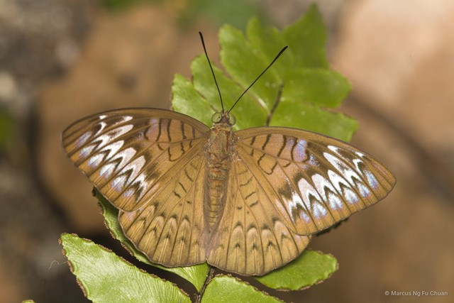 Tanaecia pelea pelea • © Marcus Ng Fu Chuan • All Rights Reserved