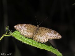 Tanaecia iapis puseda