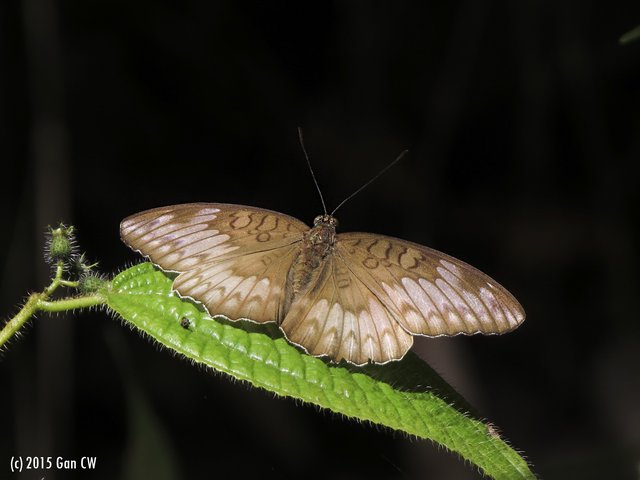 Tanaecia iapis puseda • © Gan Cheong Weei • CC BY-NC 4.0