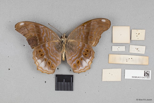 Terinos terpander robertsia