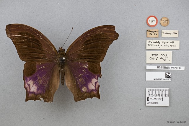 Terinos atlita teuthras