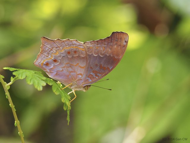 Terinos atlita teuthras • © Gan Cheong Weei • CC BY-NC 4.0