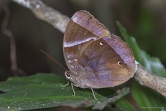 Thaumantis klugius