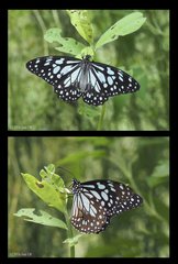 Tirumala limniace exotica